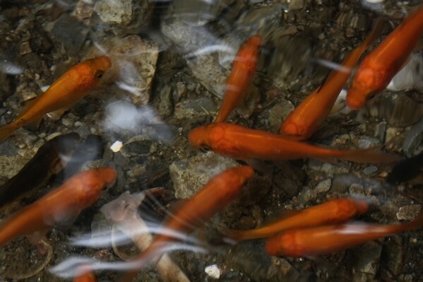 Aquarium store brooklyn best sale